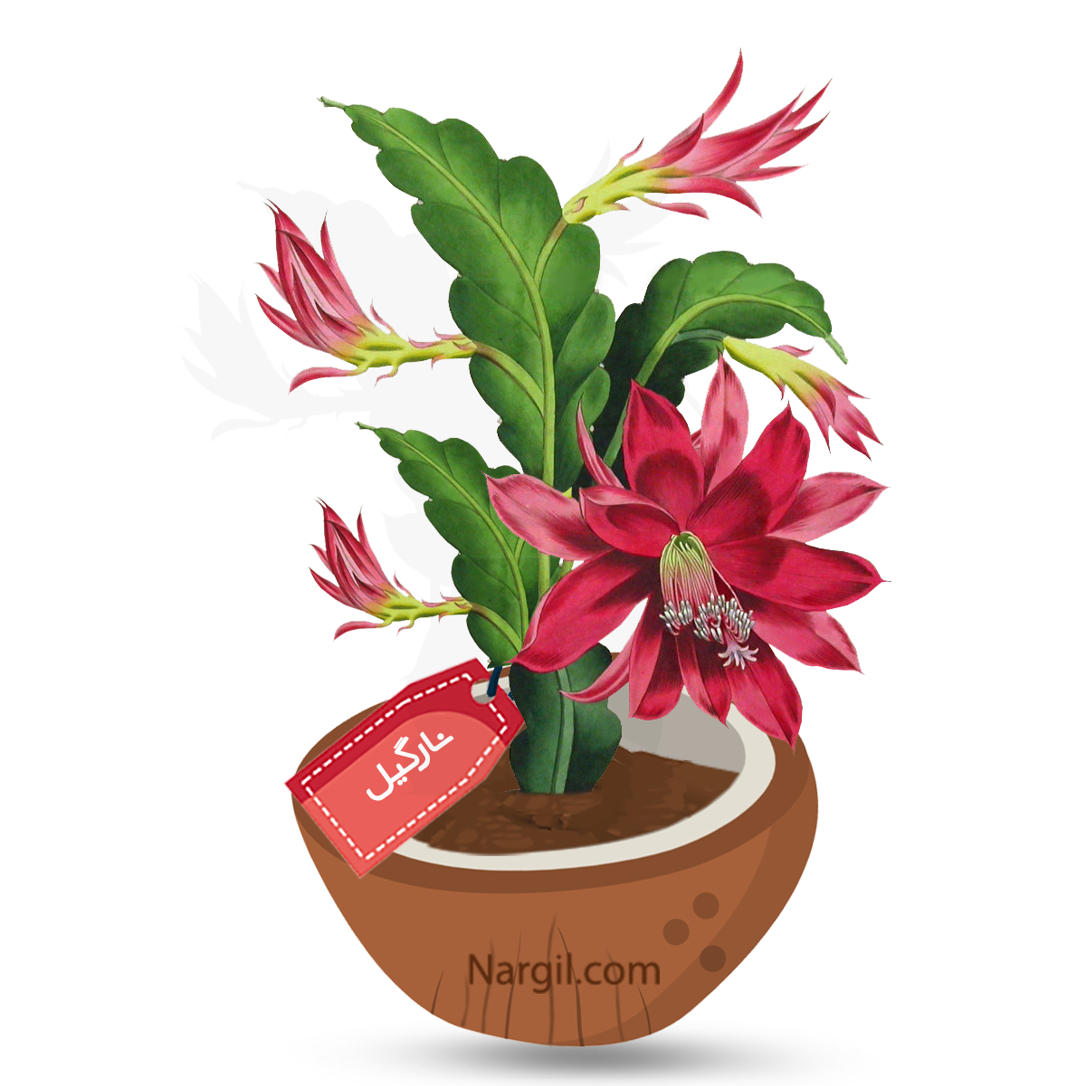  Nargil - Red Orchid Cactus